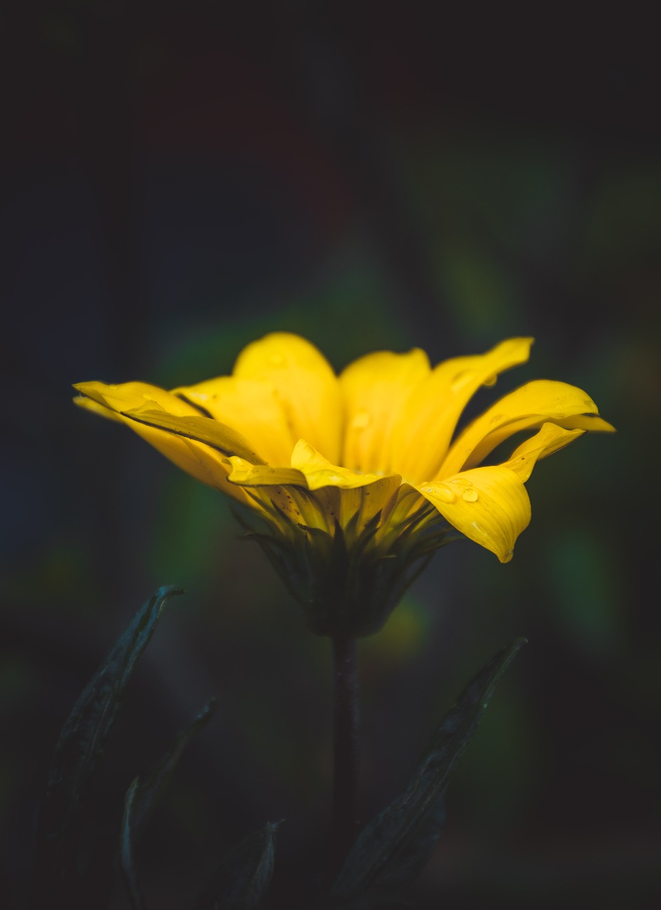 yellow petal flower free photo