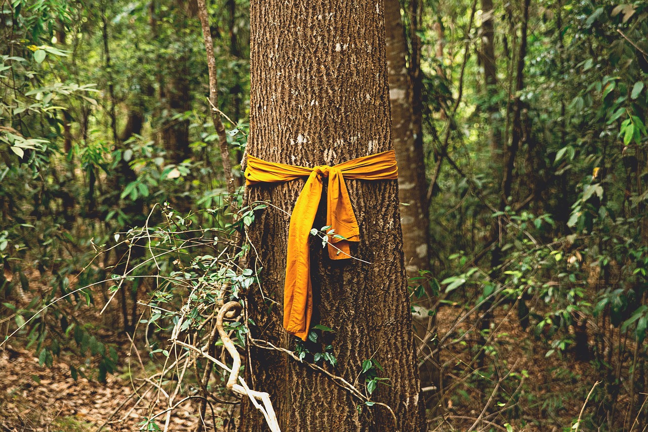 yellow cloth tree free photo