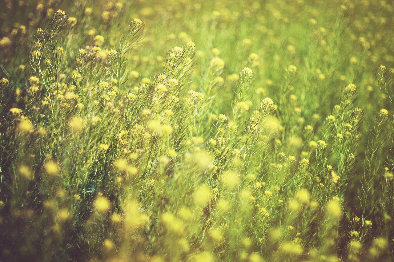 yellow green flowers free photo