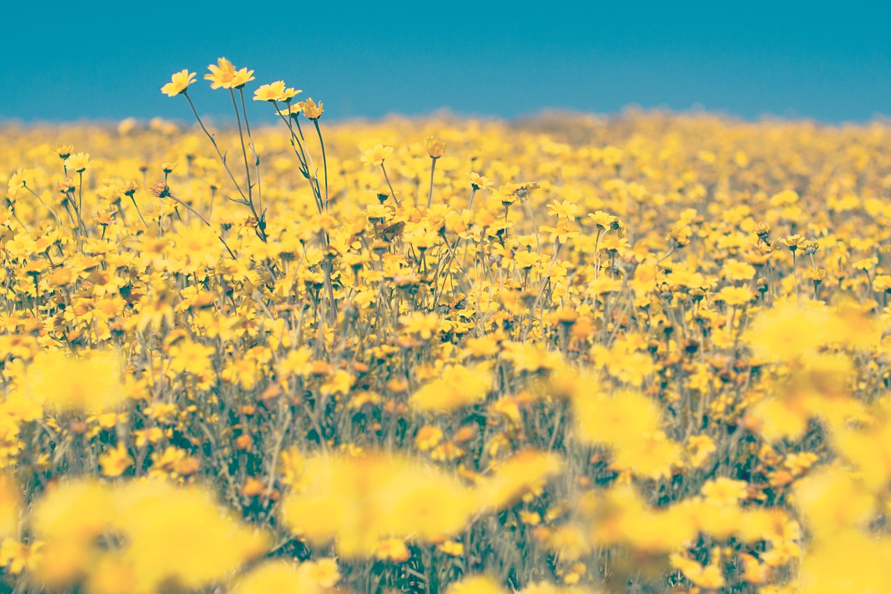 yellow flowers farm free photo