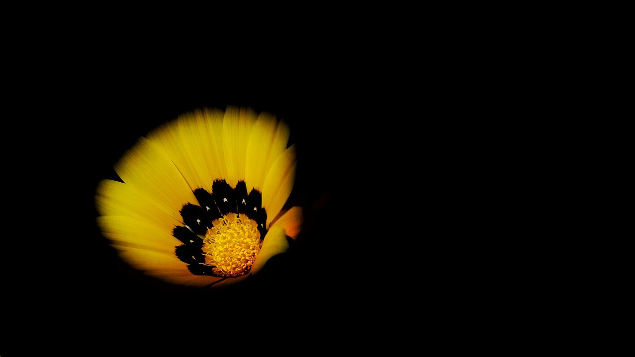 yellow petal flower free photo