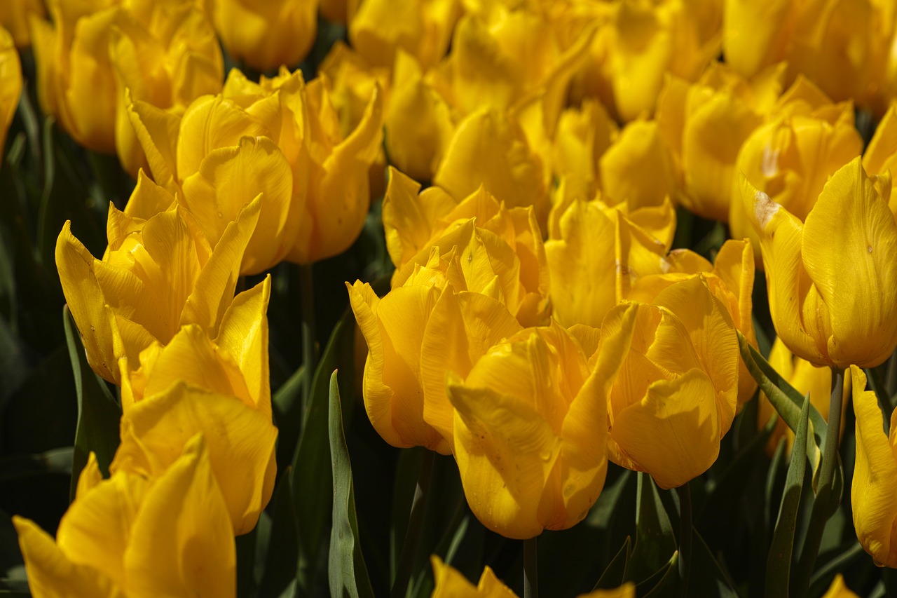 yellow tulips flower free photo