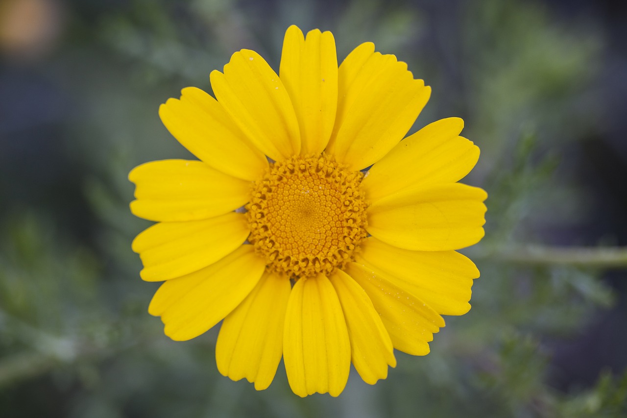 yellow daisy flower free photo