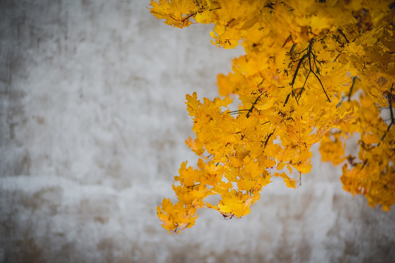 yellow leaves trees free photo