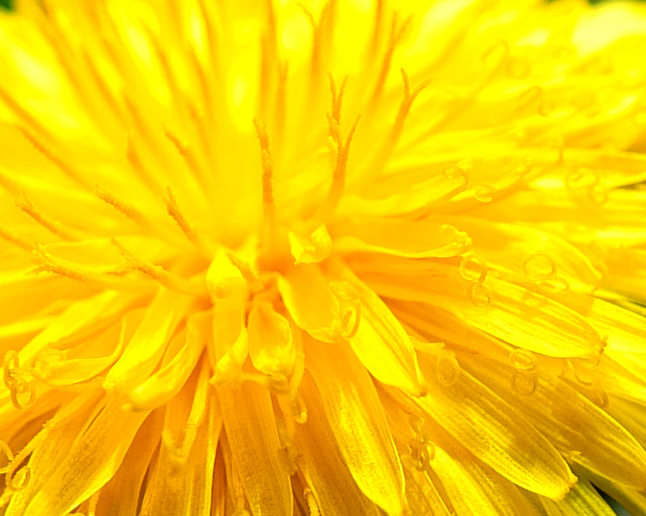 yellow flower close up free photo