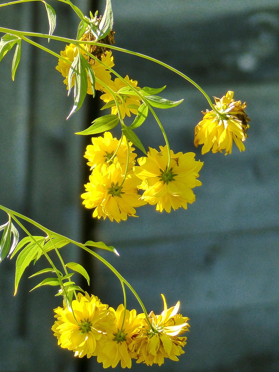 yellow flowers cluster free photo