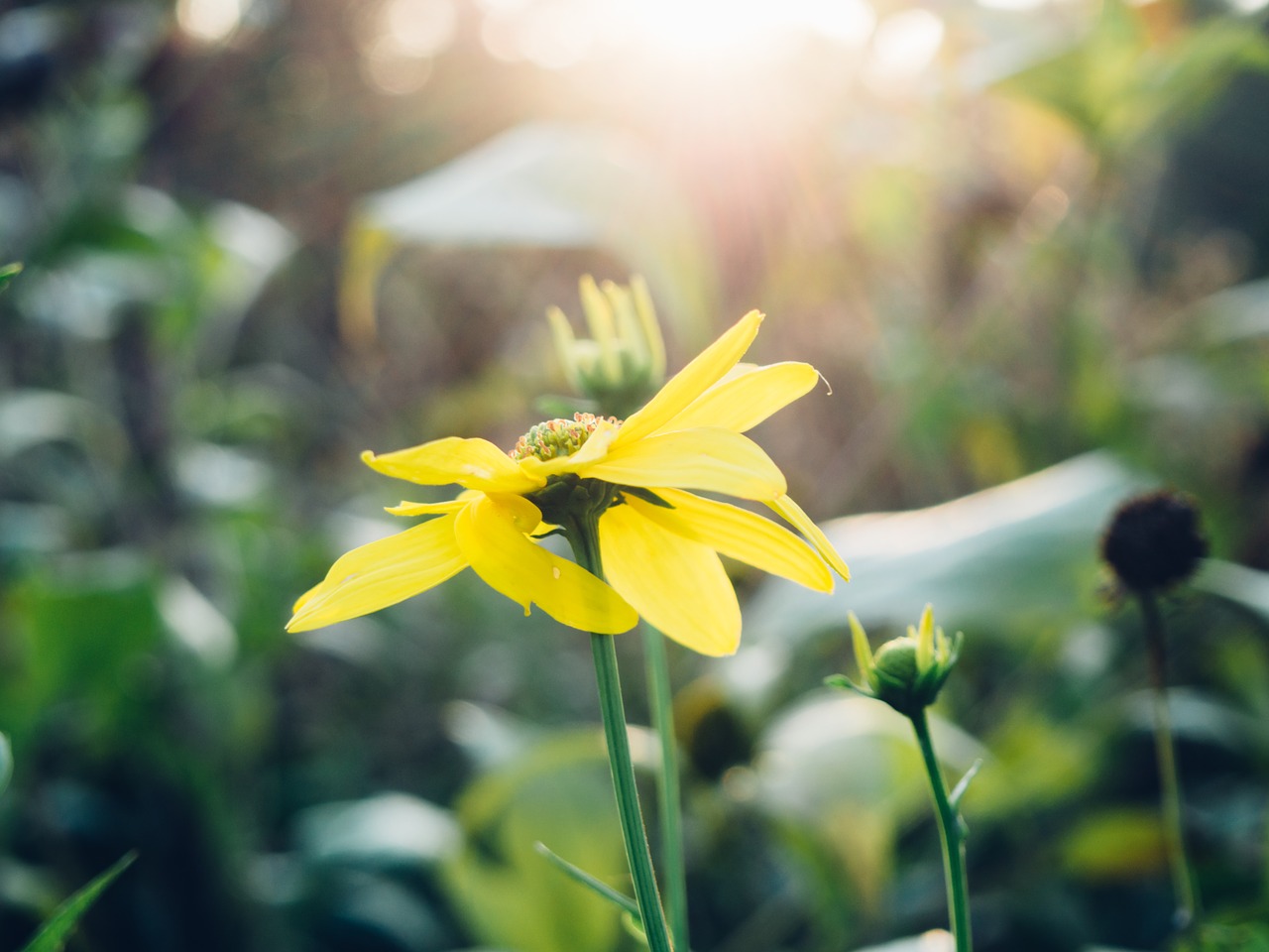 yellow petal flower free photo