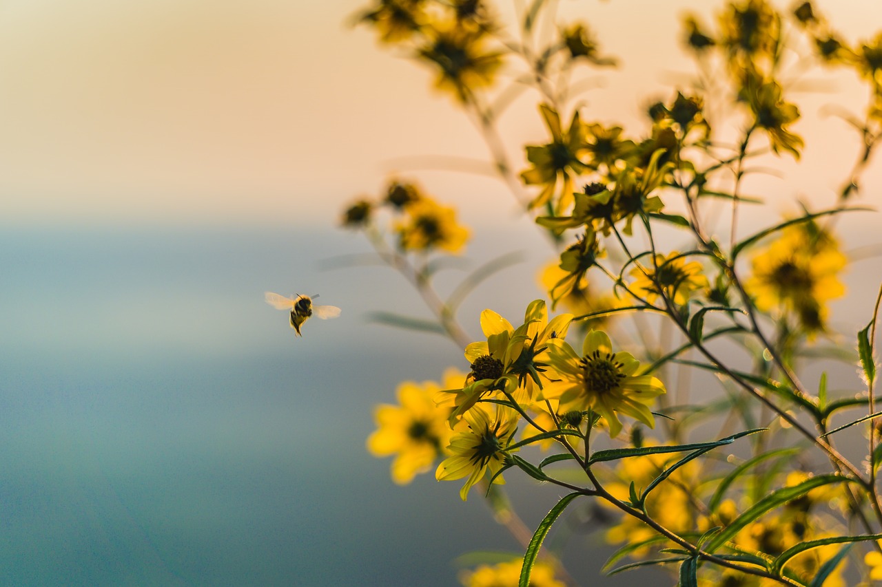 yellow flower plant free photo