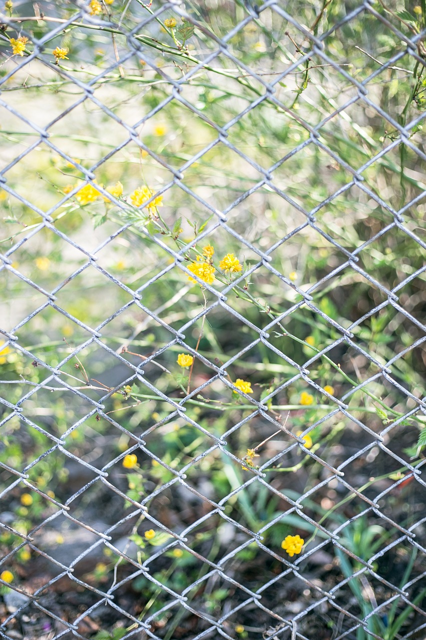 yellow flower green free photo