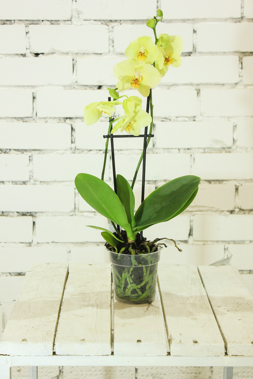 yellow flower orchid free photo