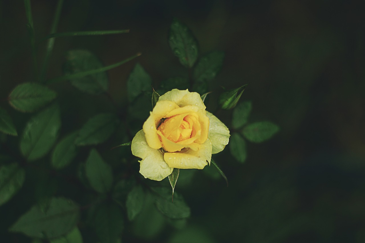 yellow petal rose free photo