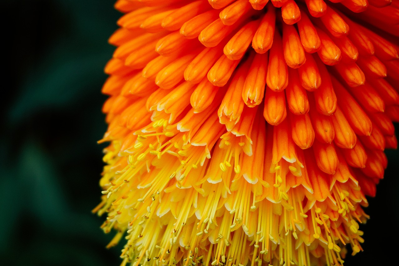 yellow orange flower free photo