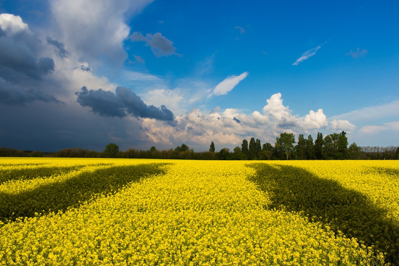 yellow flowers farm free photo