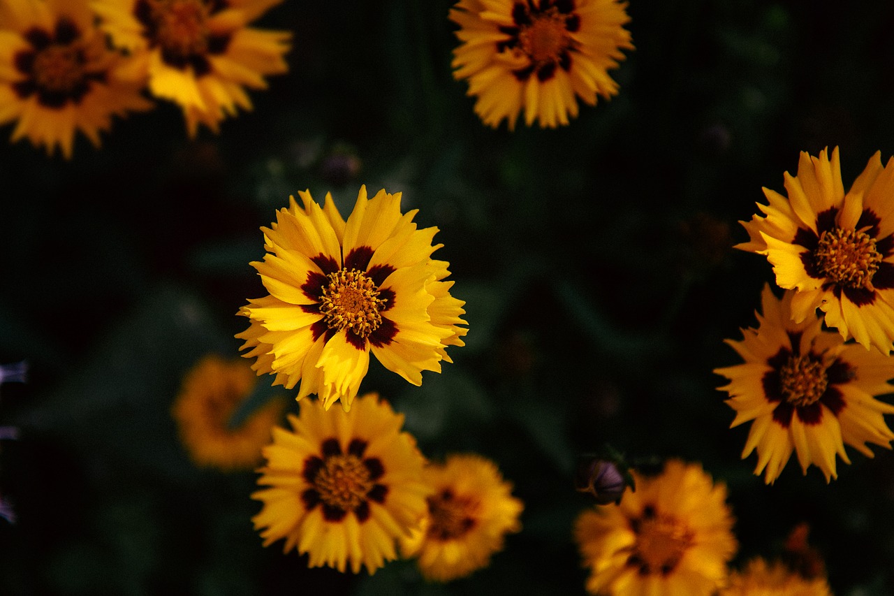 yellow petal flower free photo