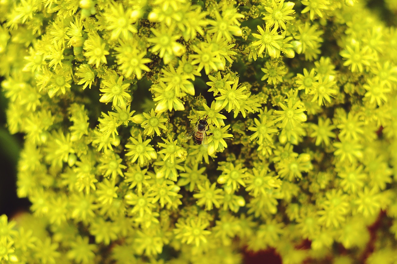 yellow green flower free photo