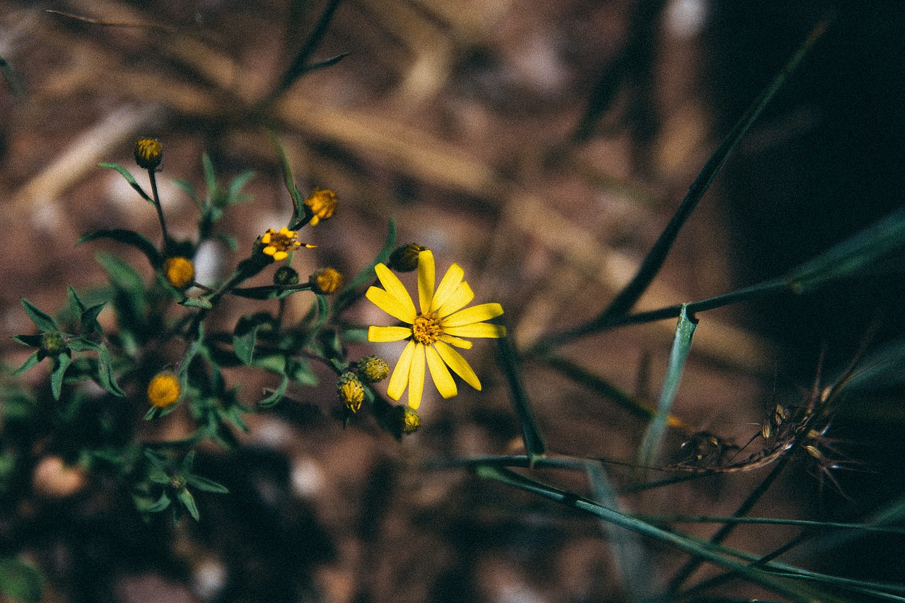 yellow flower garden free photo