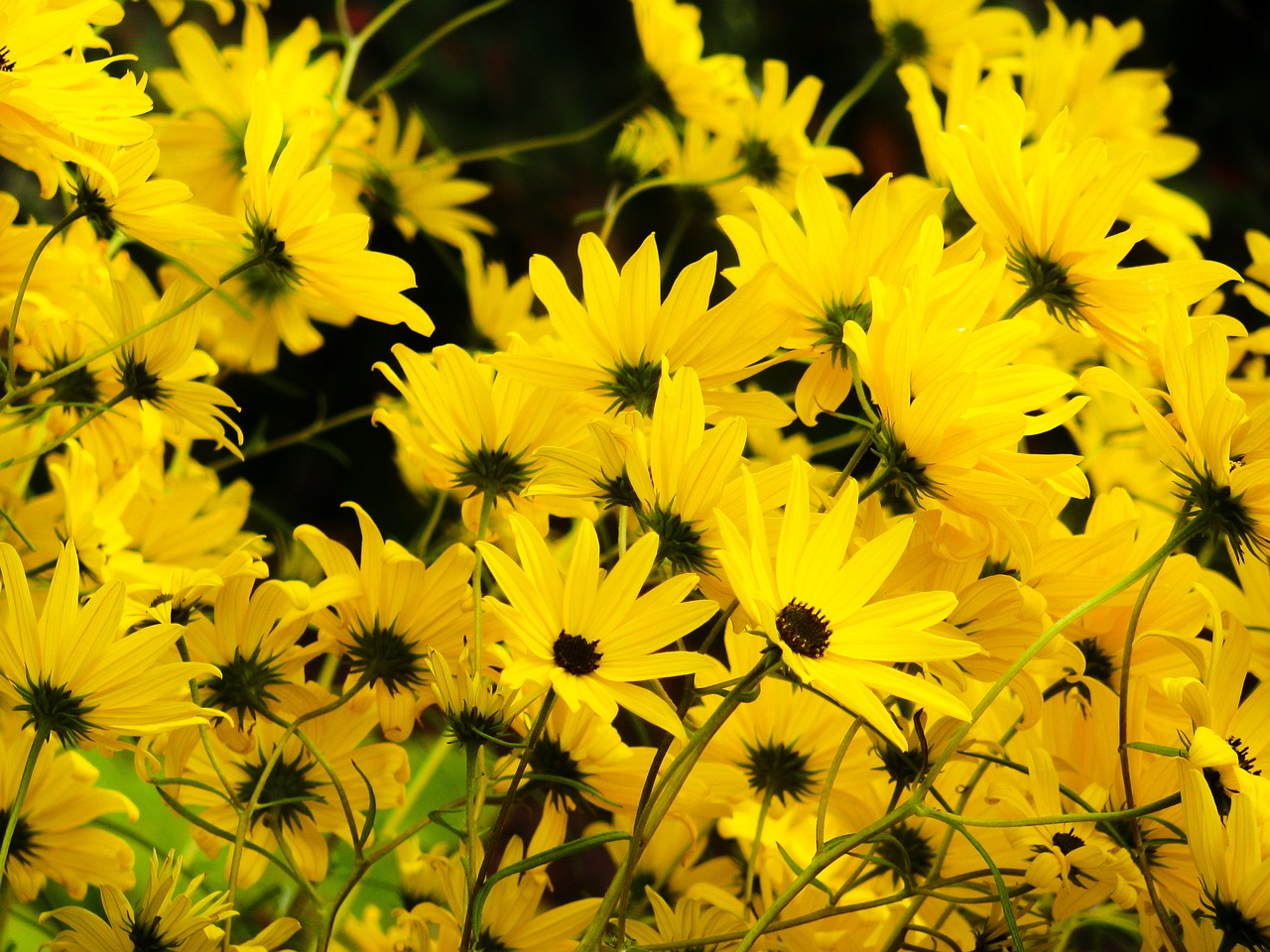 yellow flowers garden free photo