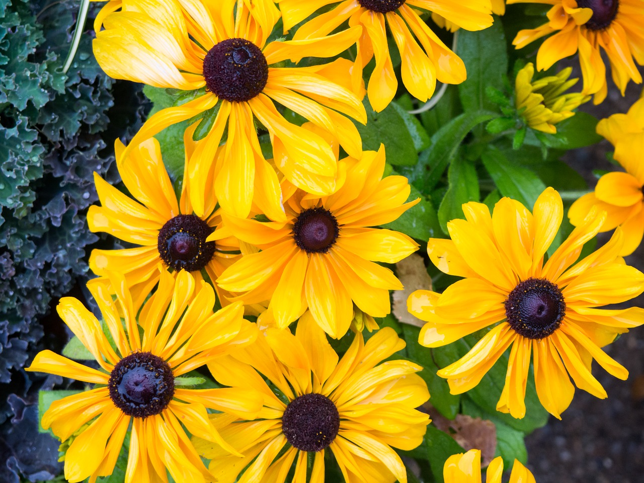 yellow flowers garden free photo