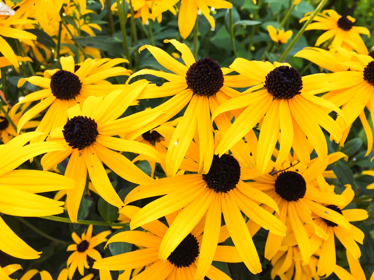 yellow flowers garden free photo