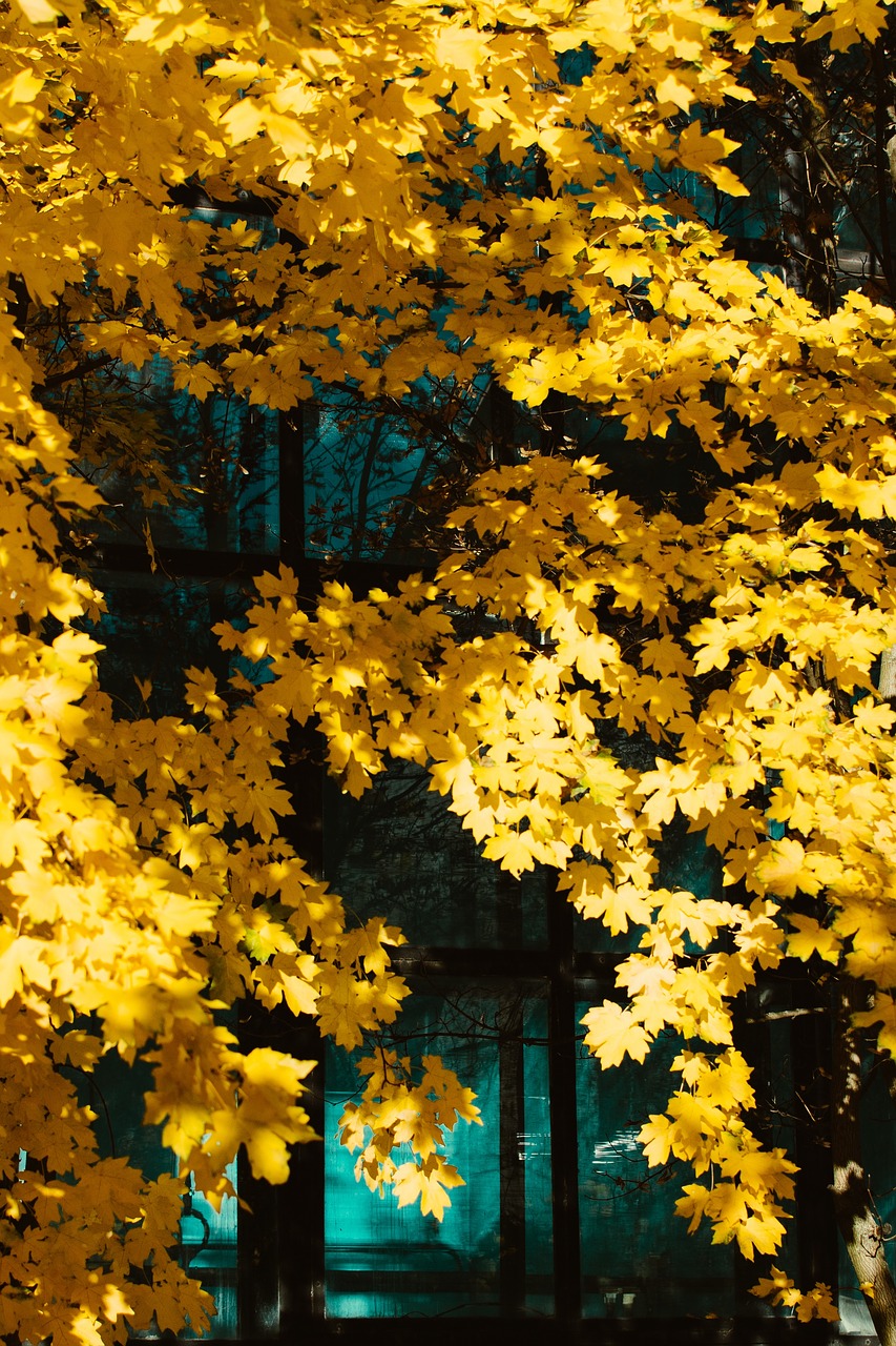 yellow leaves trees free photo