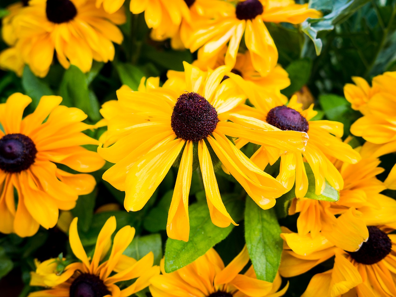 yellow flowers garden free photo