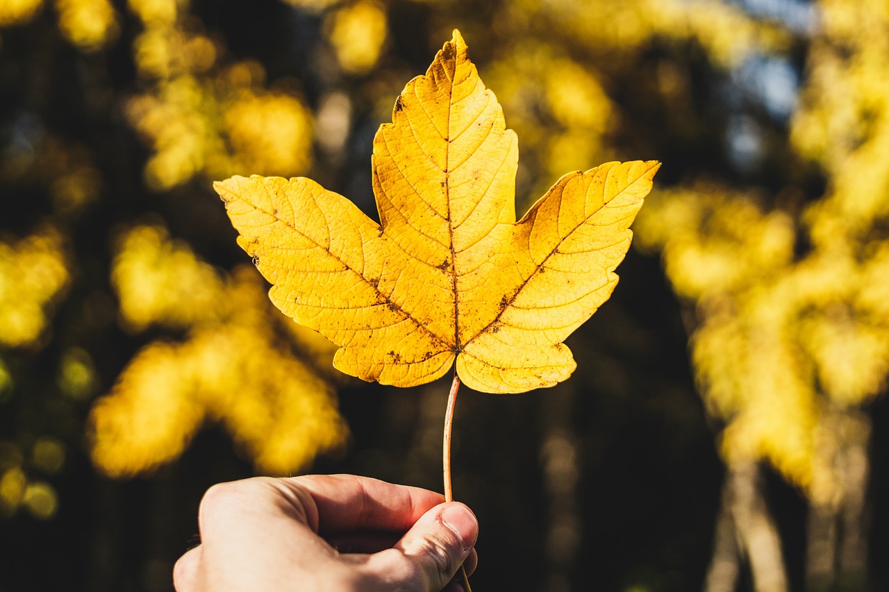 yellow leaf nature free photo