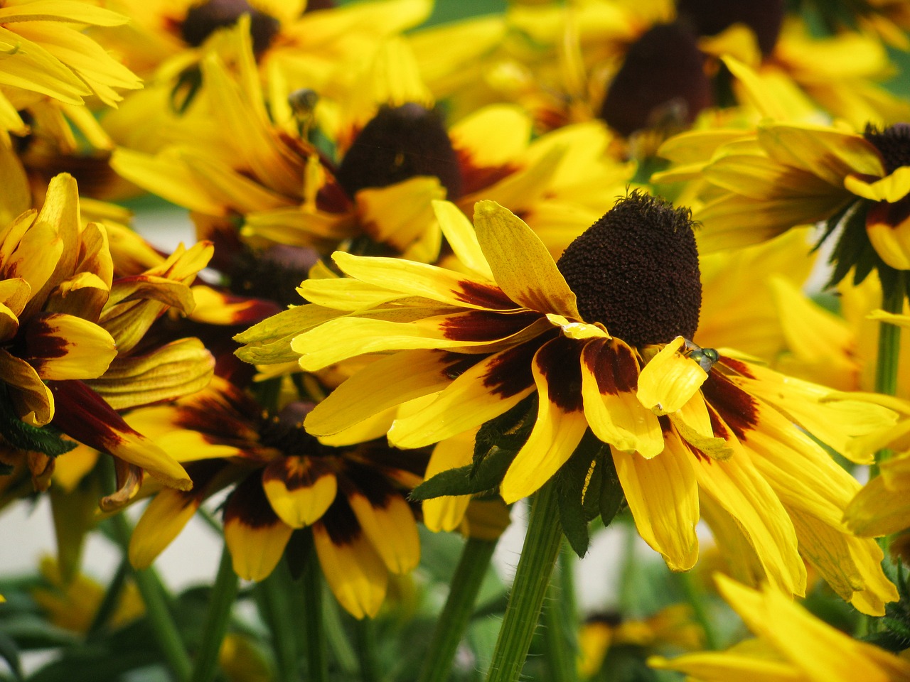 yellow flowers garden free photo