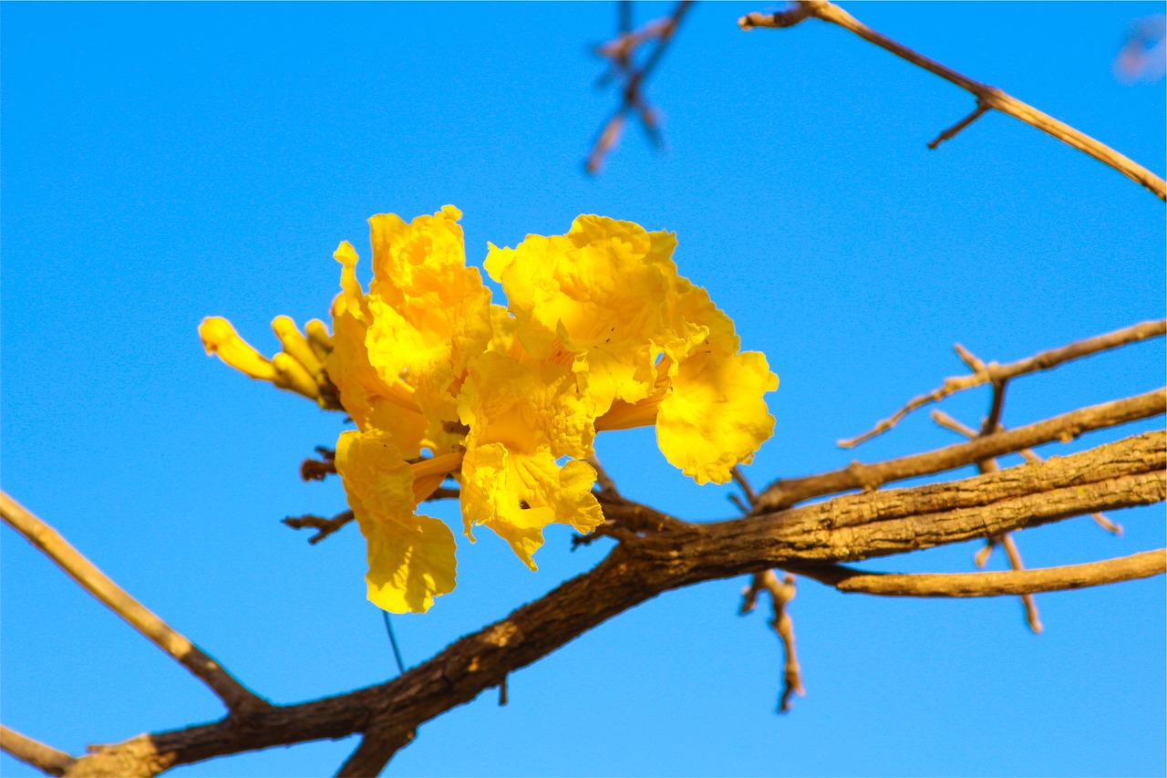 yellow blossoms branch free photo