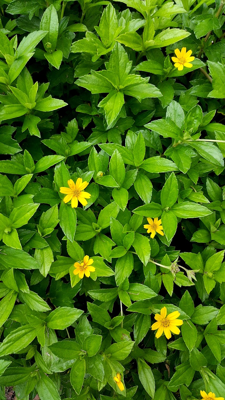 yellow green flora free photo