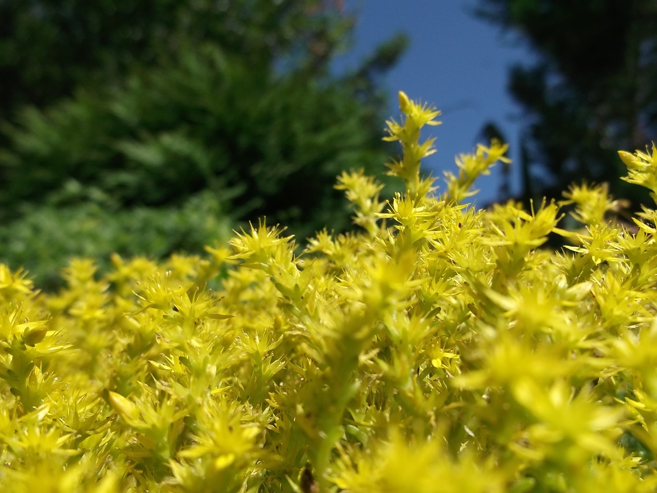 yellow plant spring free photo