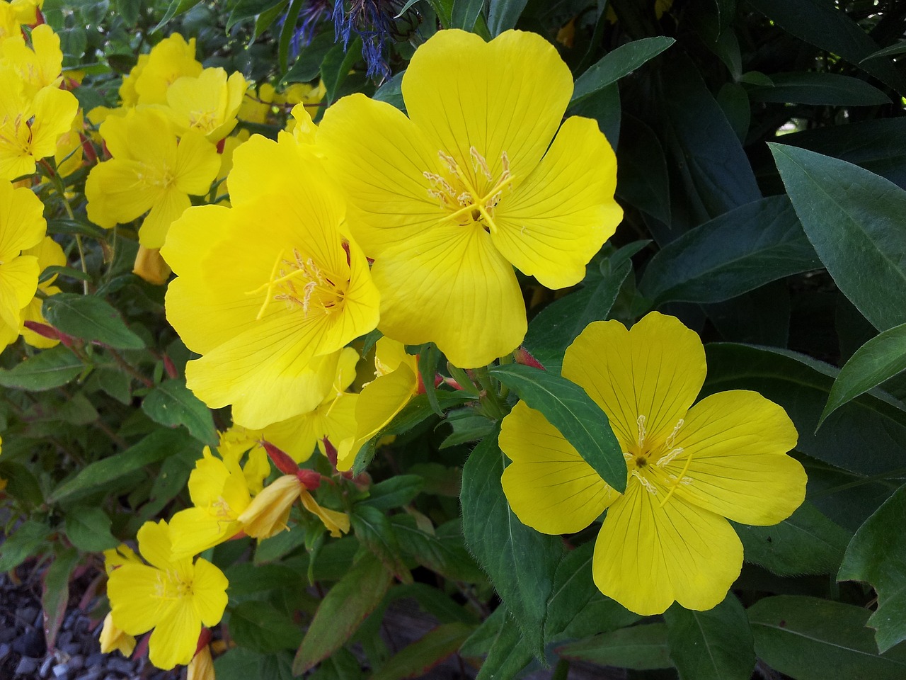 yellow flowers flower free photo