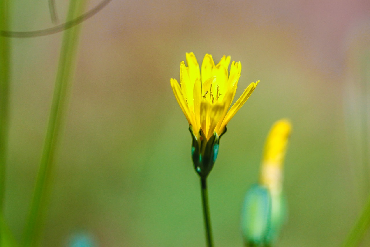 yellow flower green free photo