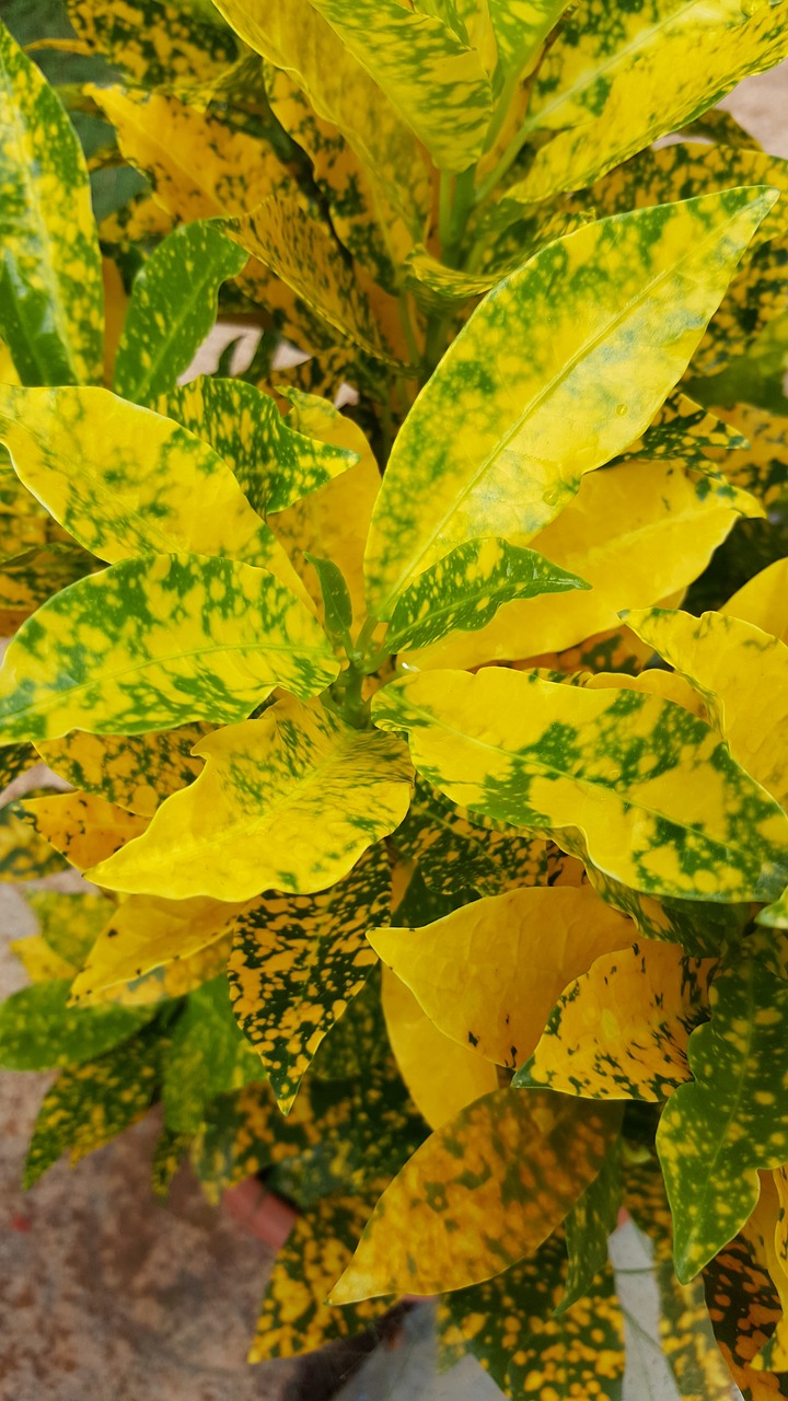 yellow plant flower free photo