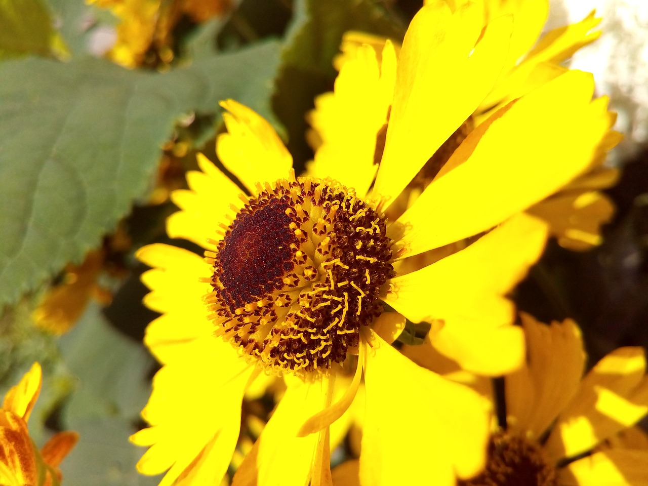 yellow bright flower free photo