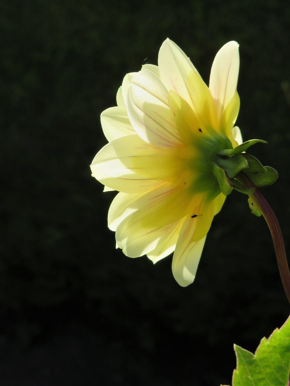 yellow flower silhouette free photo