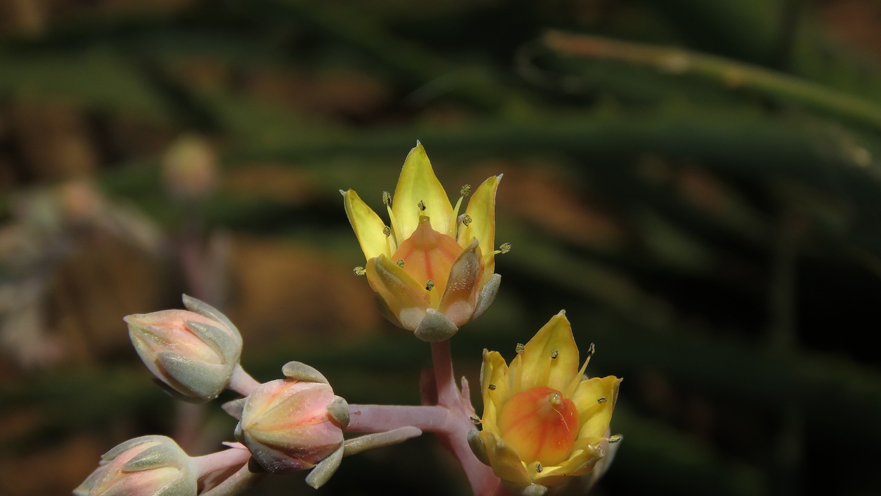 yellow flower colorful free photo