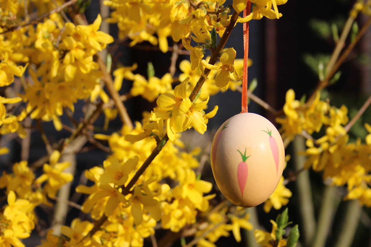 yellow blossom bloom free photo