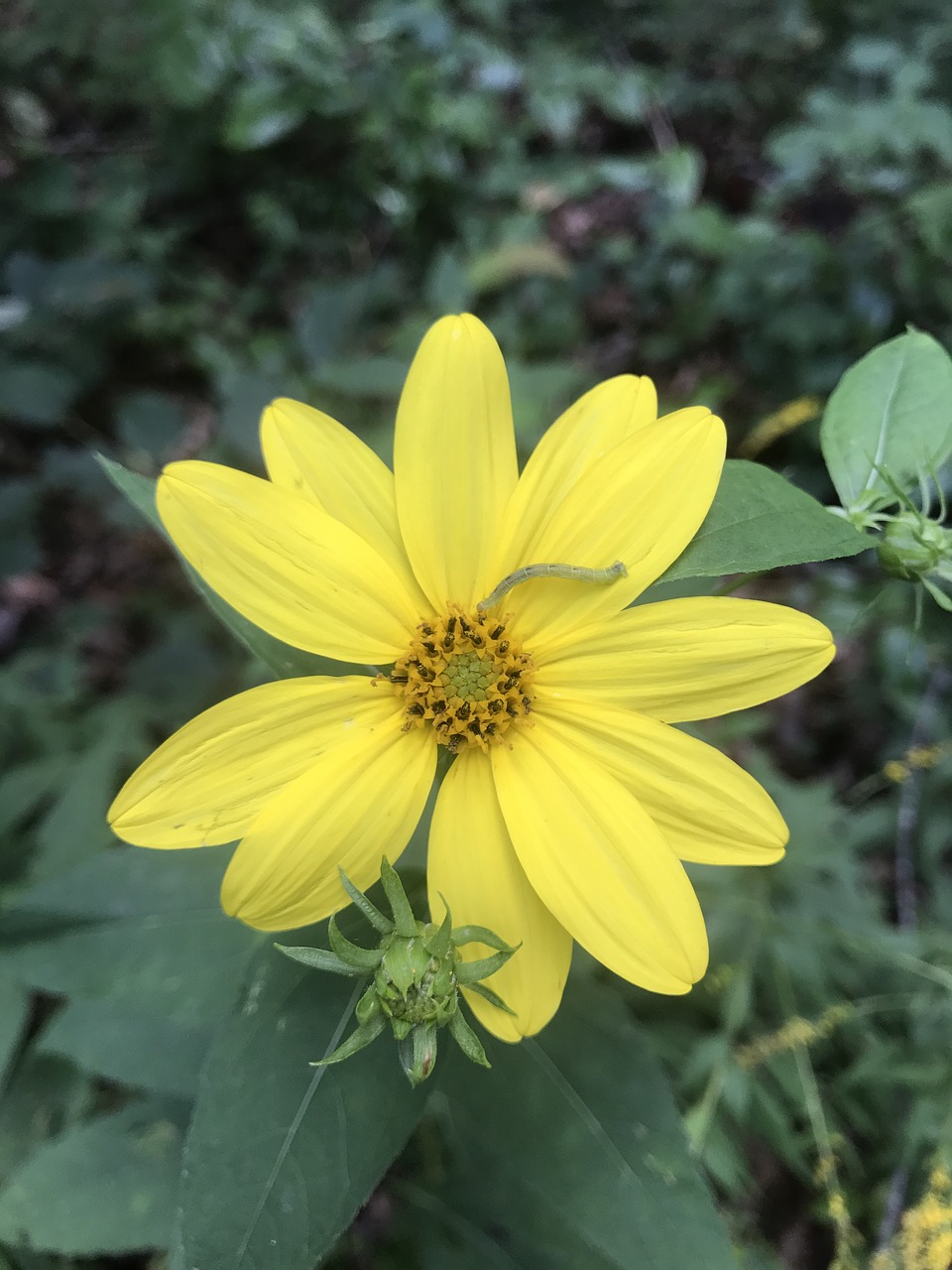 yellow flower floral free photo
