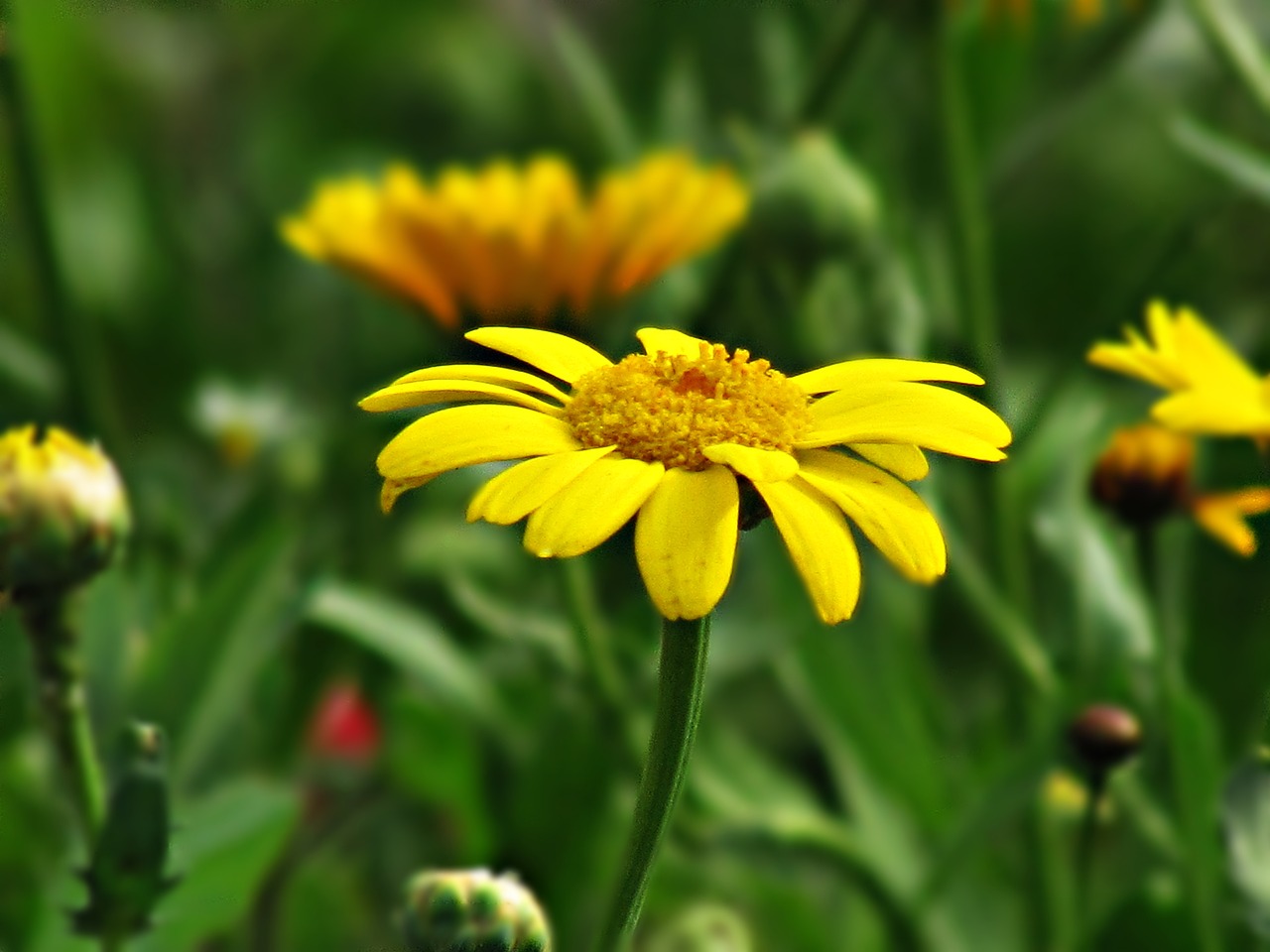 yellow flowers nature free photo