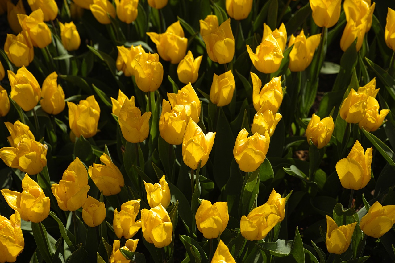 yellow tulips flower free photo
