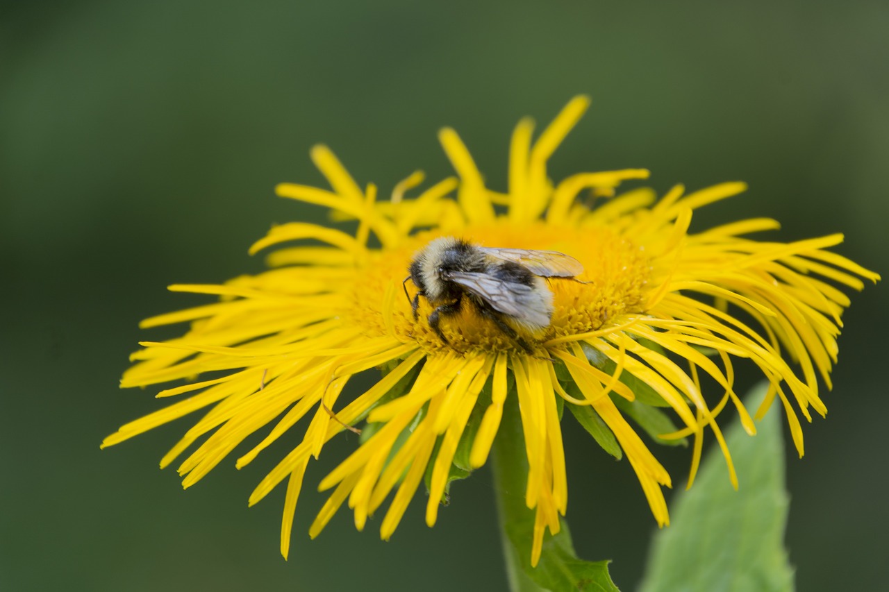 yellow wasp flower free photo