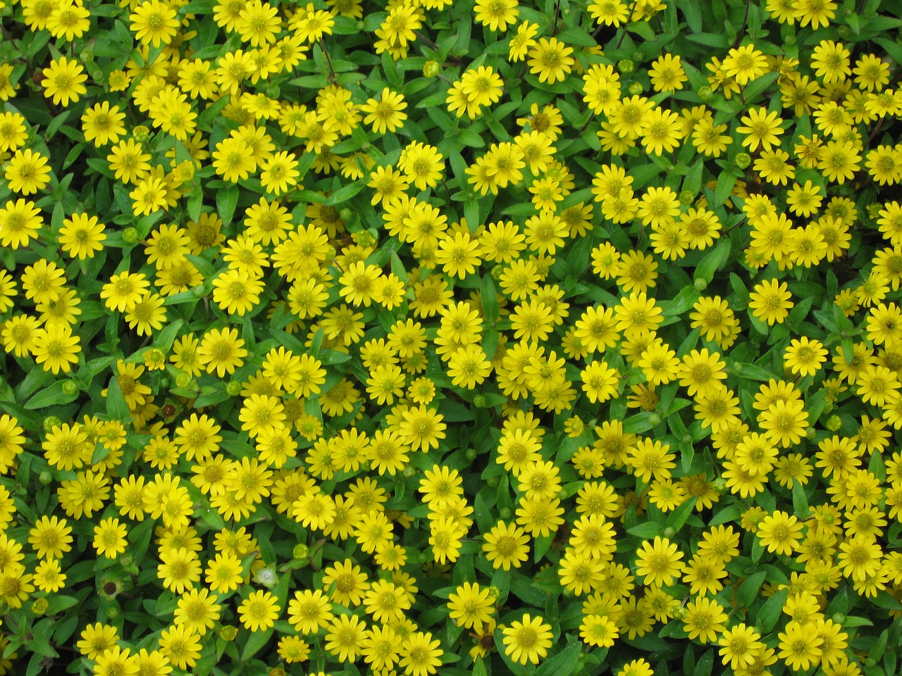 yellow flowers wild flowers free photo