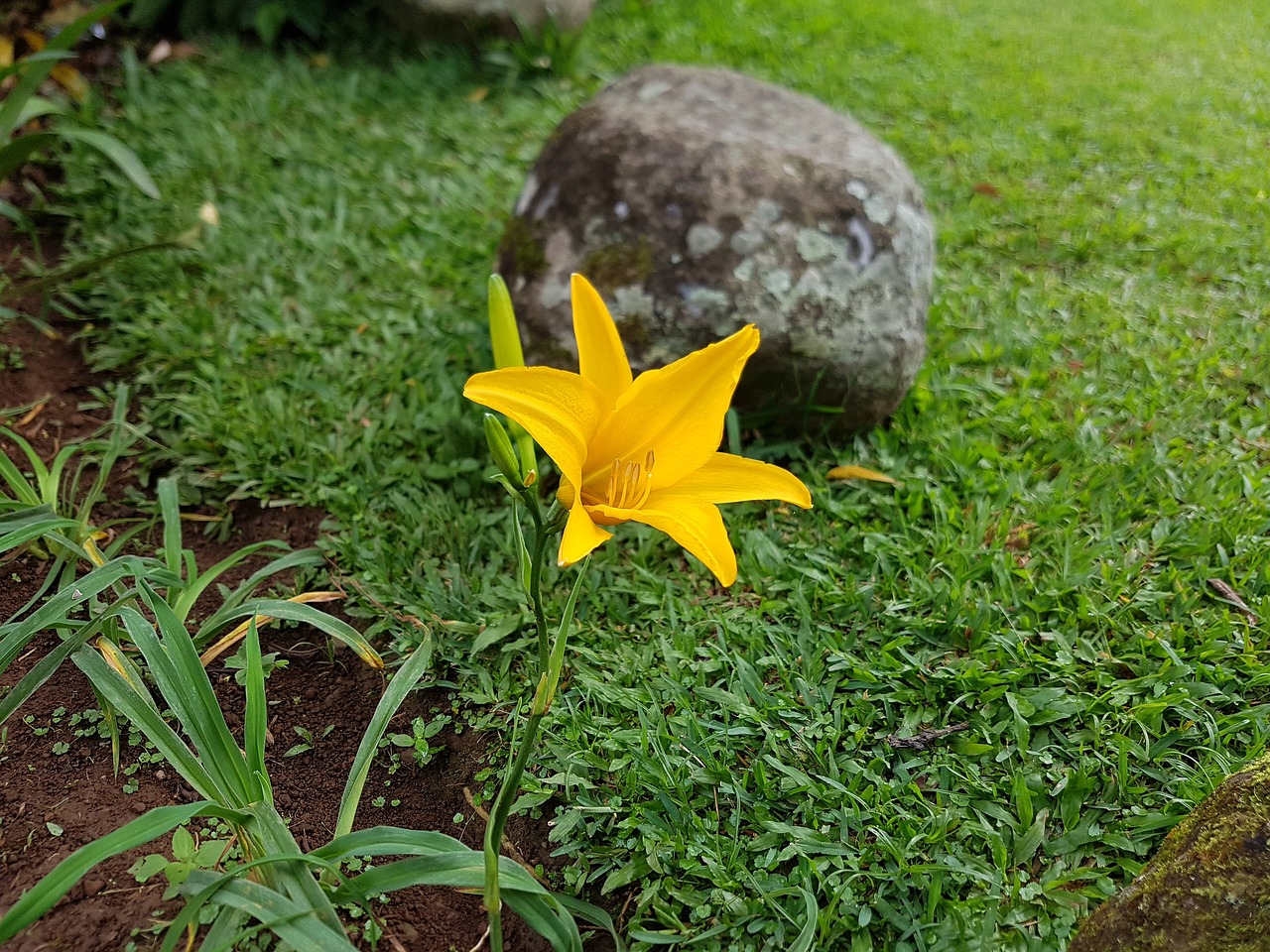 yellow flower spring free photo