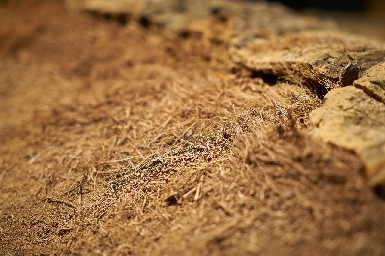 yellow hay abstract free photo