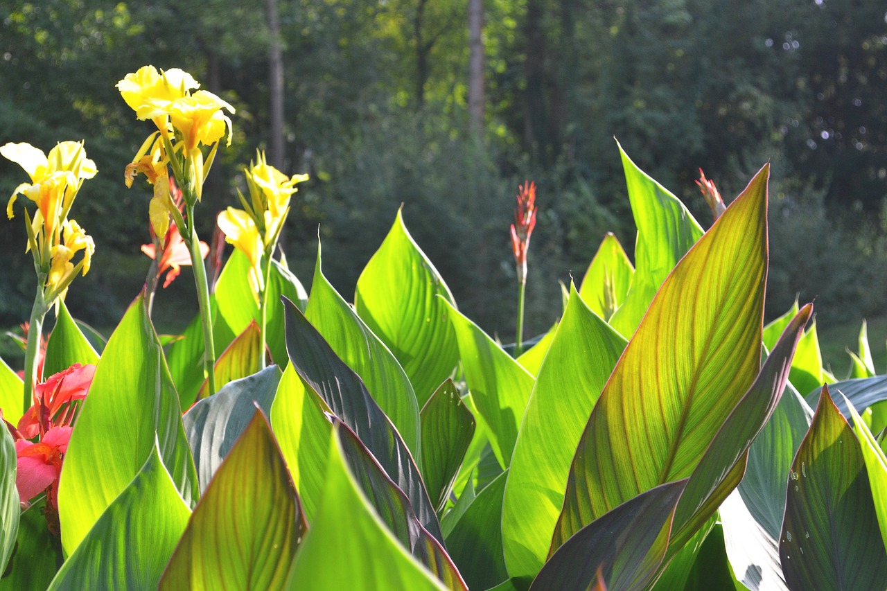 yellow flower garden free photo