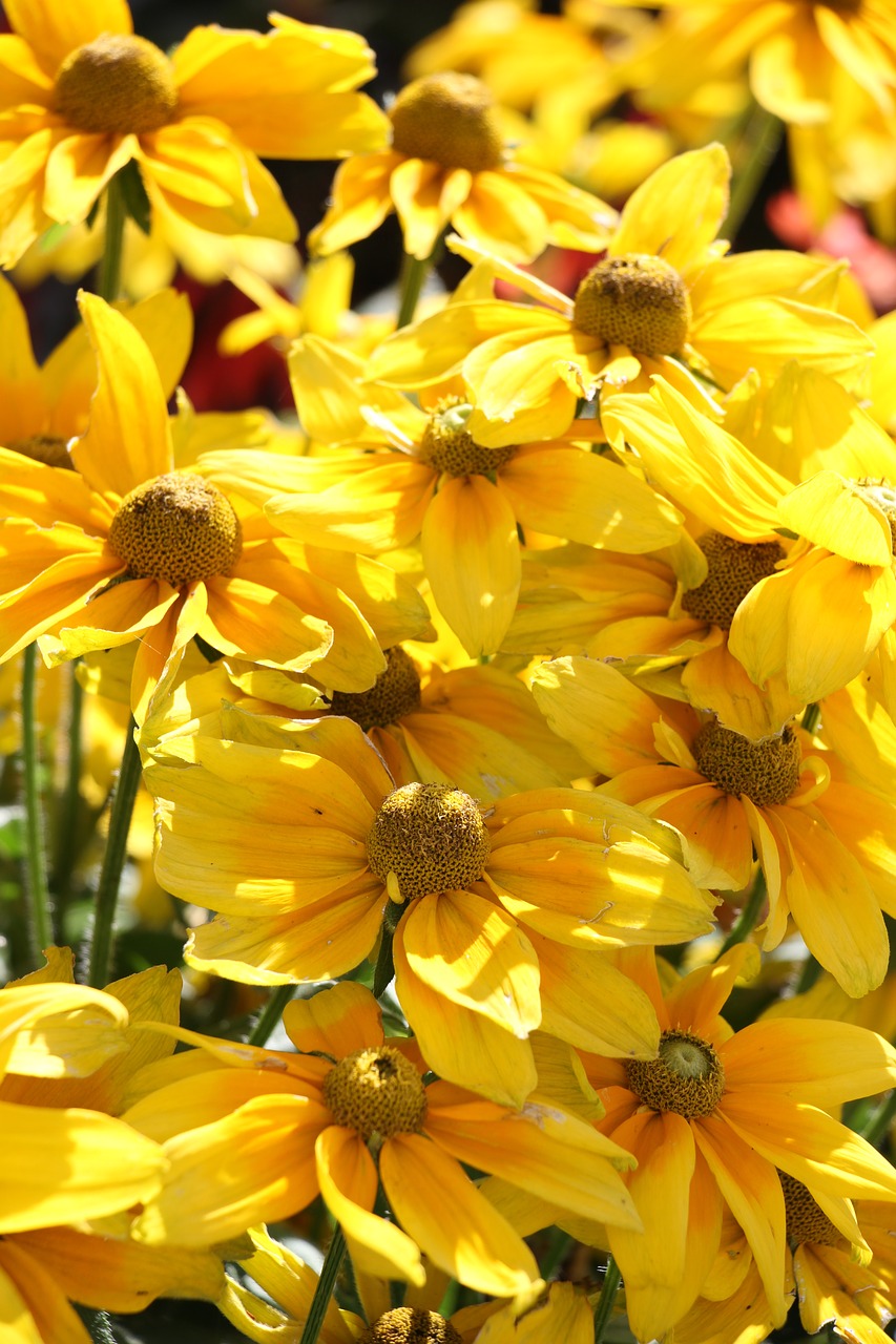 yellow flower yellow flower free photo