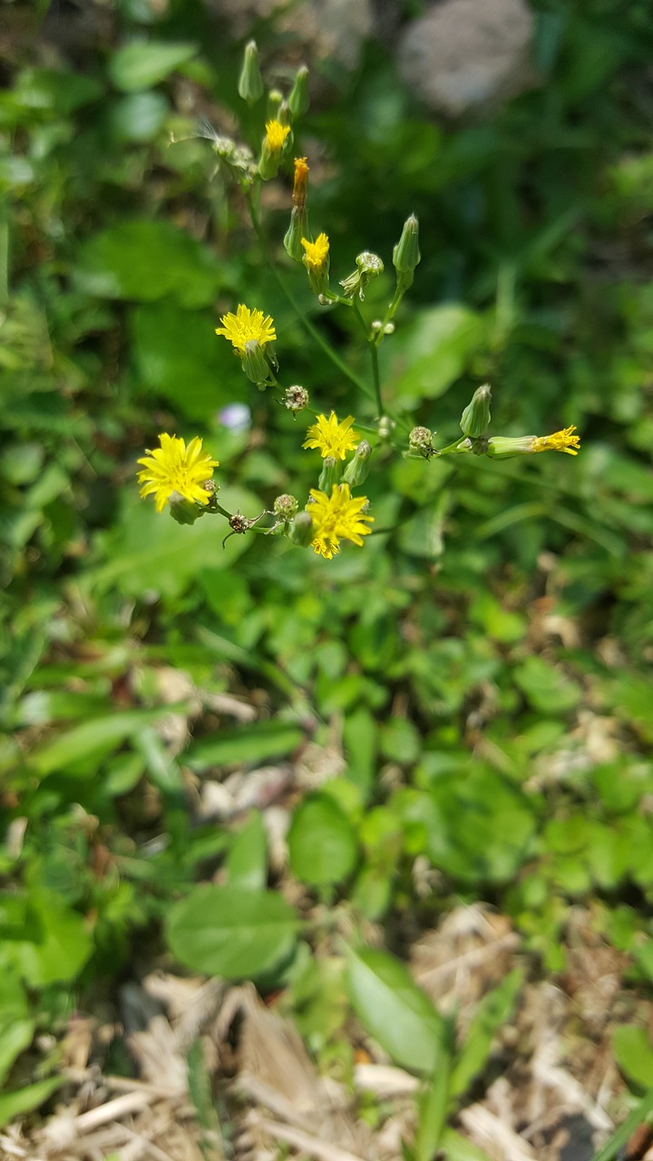 yellow sharp flower free photo