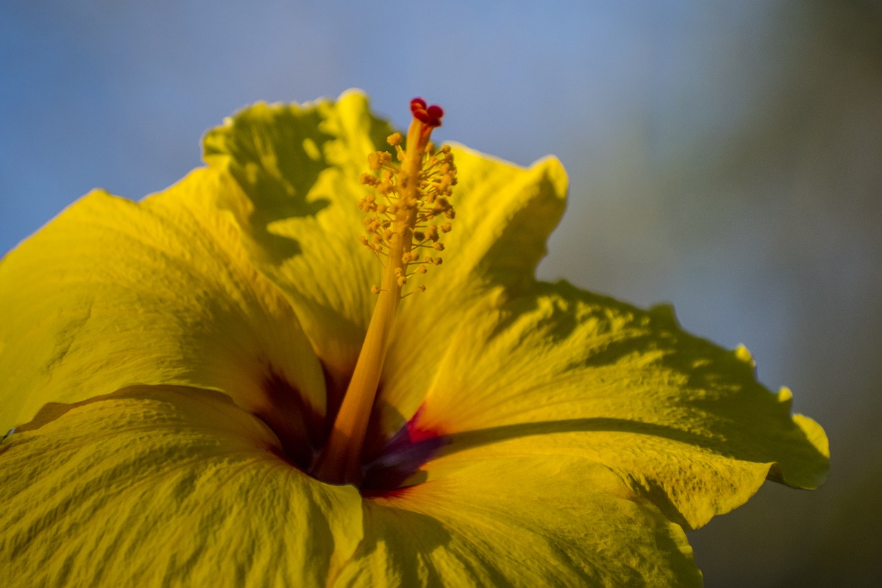 yellow hibiscus depth of field free photo