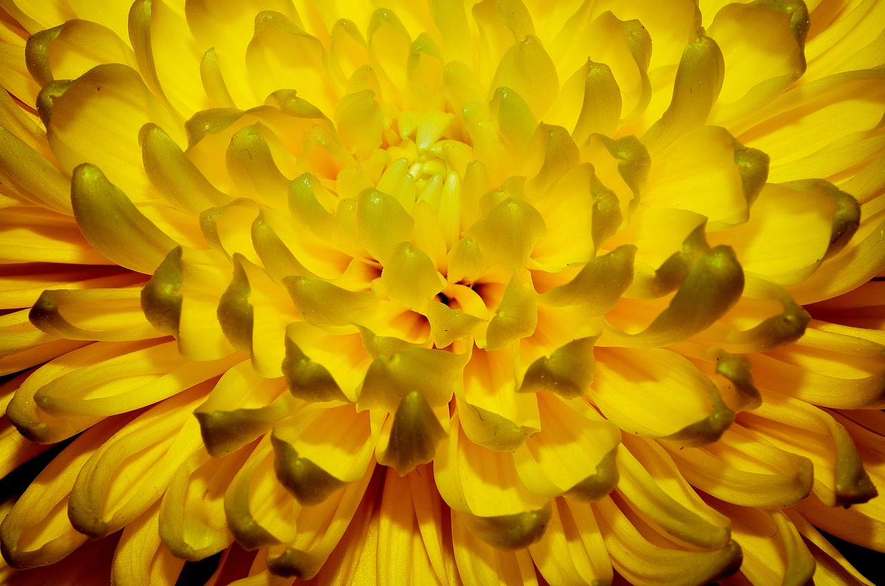 yellow flower happy free photo