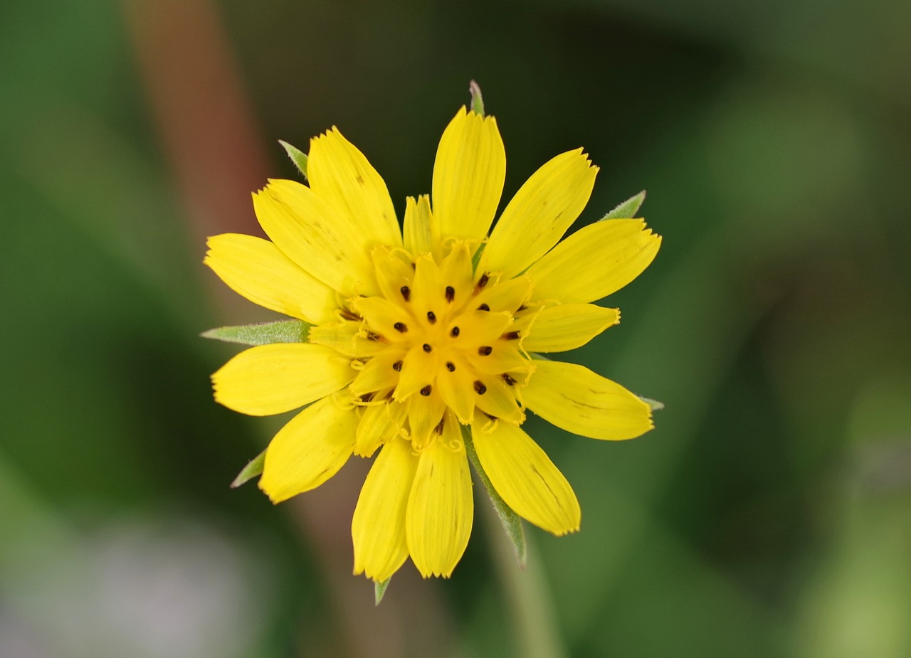 yellow flower single free photo